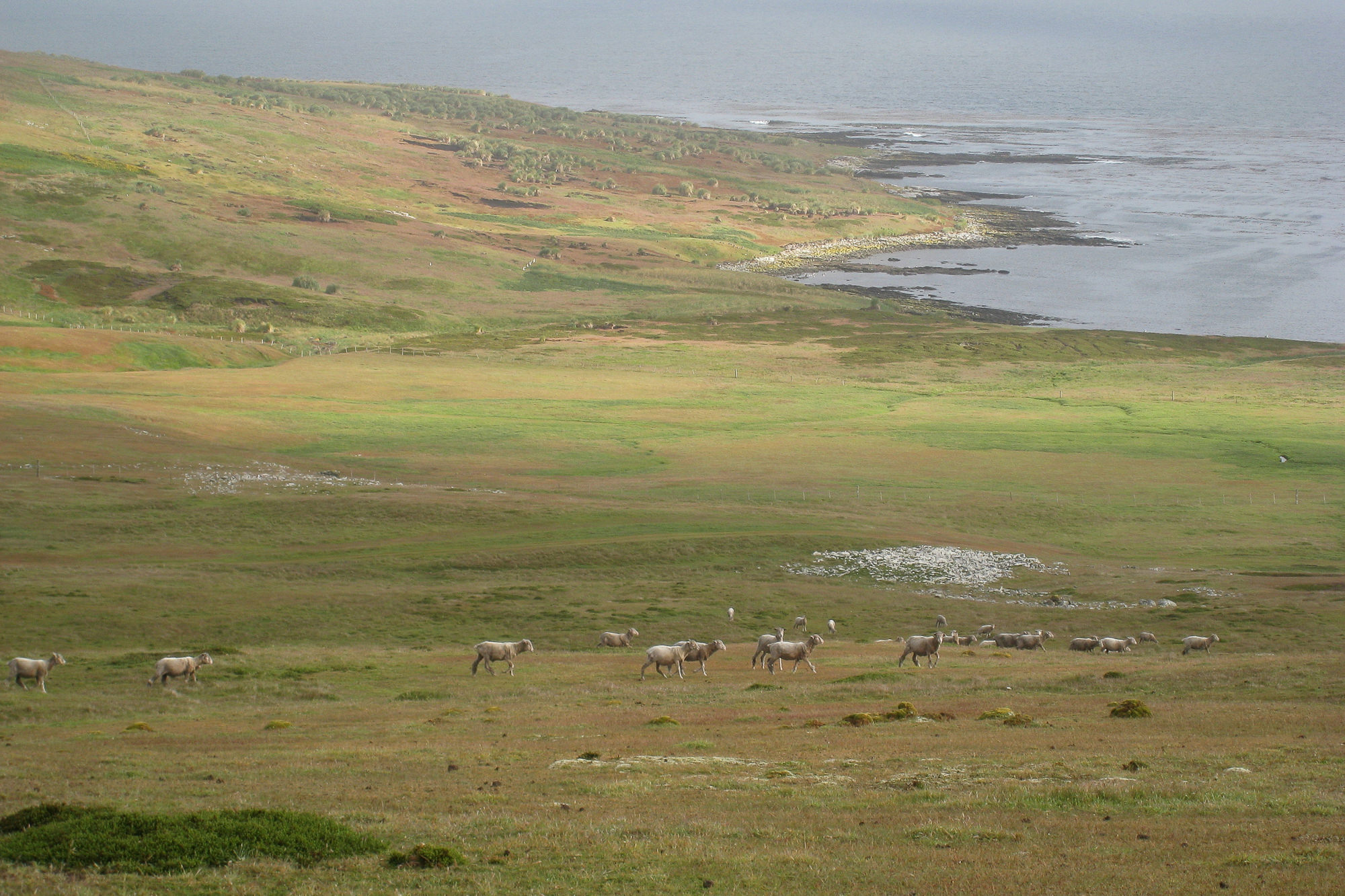 New Island
